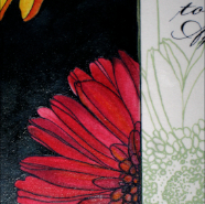Gerbera fuschia detail