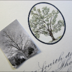 hickory and reference photo