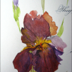 iris and bud after detail