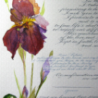 iris document after detail