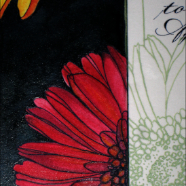 Gerbera fuschia detail