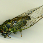 cicada - profile view