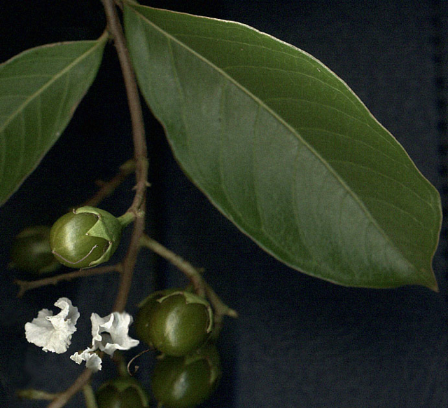 Loading Image