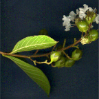 Natchez_crape myrtle 2