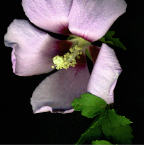 Rose of Sharon - 1