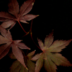 Suki_bloodgood japanese maple_dark