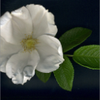White Spice Rugosa rose