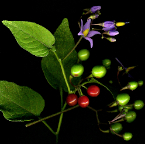 bittersweet nightshade_1