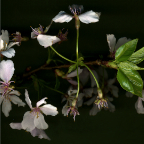 cherry blossom end 2_2007