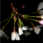 cherry blossom hang 2007
