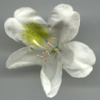 green rhododendron