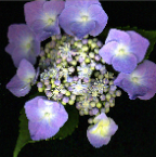 lacecap hydrangea