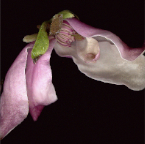magnolia x jane (dark background)