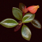 nematanthus nervosus (Goldfish Plant)_side profile