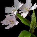 prunus x yedoensis-serrulata (yoshino japanese cherry) 3