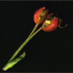 rosehip of graham thomas 2