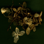 skeletized hydrangea1