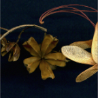 various seedpods 2