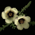 wild nemophila - front