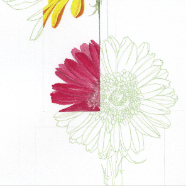 gerbera_project-color blocking phase